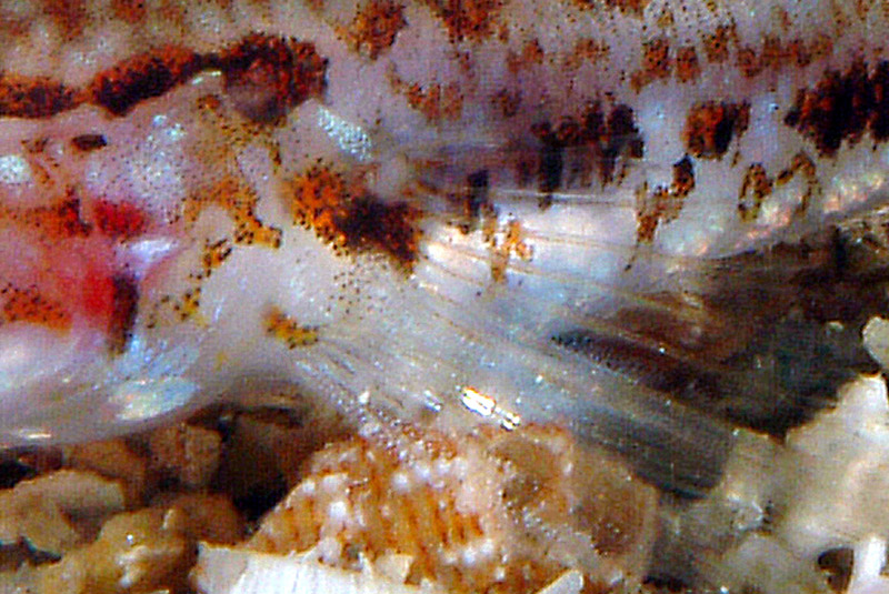 juvenile Gobius geniporus